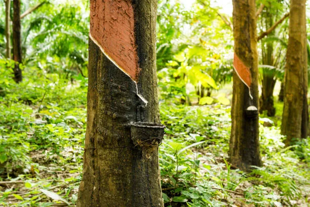 Rubber Products