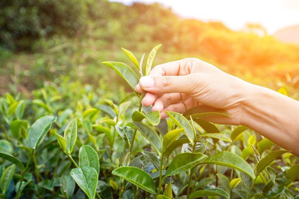 Tea Products