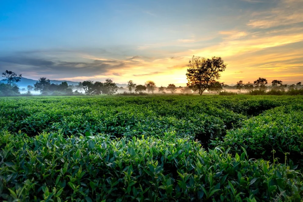 Malankara Plantation