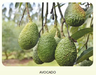 Avocado