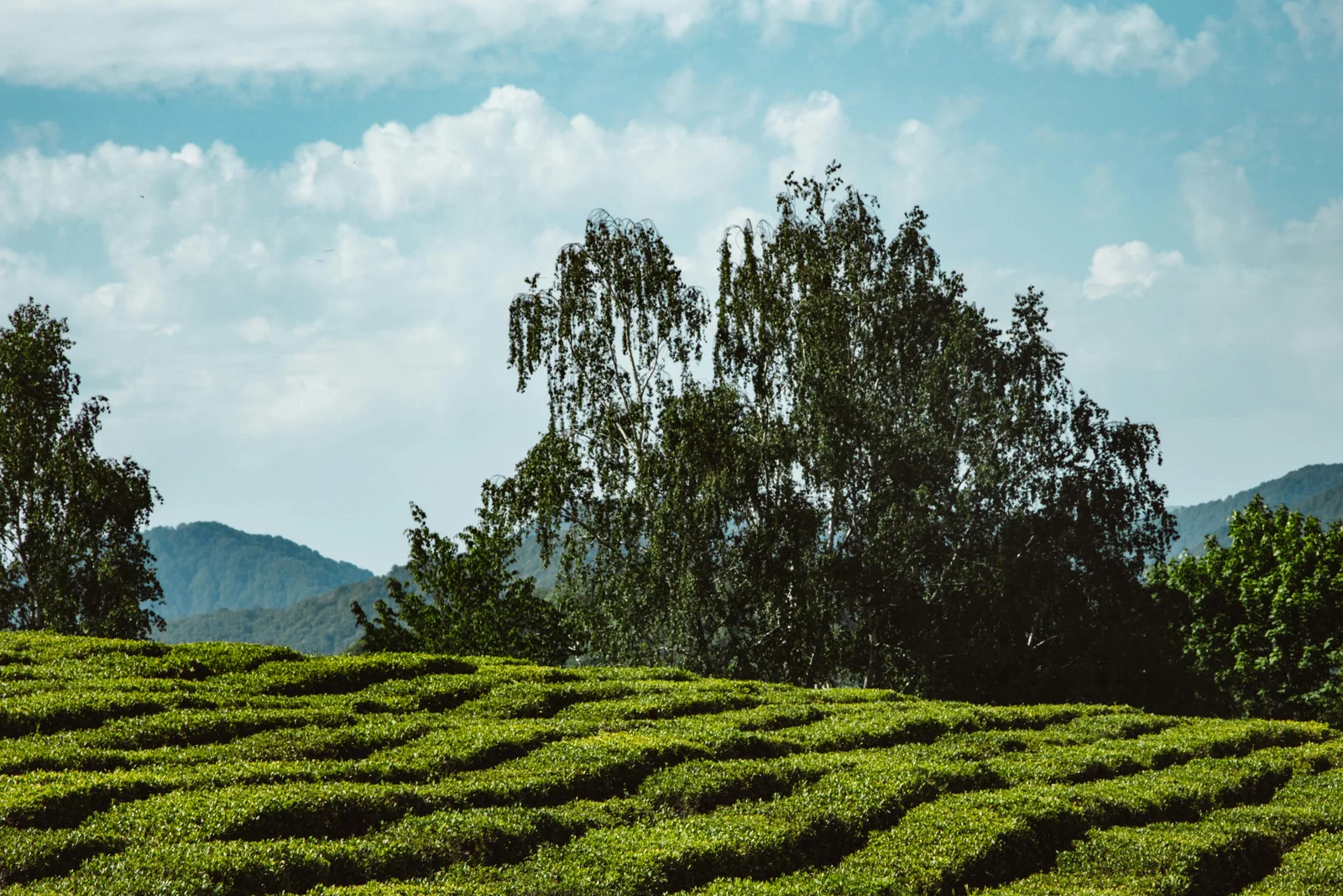 Tea Tasting & Guided Walks